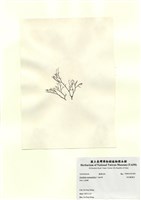 藏品(傘房龍鬚菜)的圖片